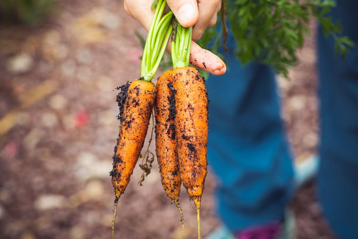 popular beliefs proven wrong - cavity spot in carrot