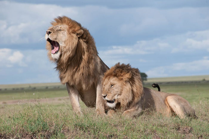 popular beliefs proven wrong - lions hunting