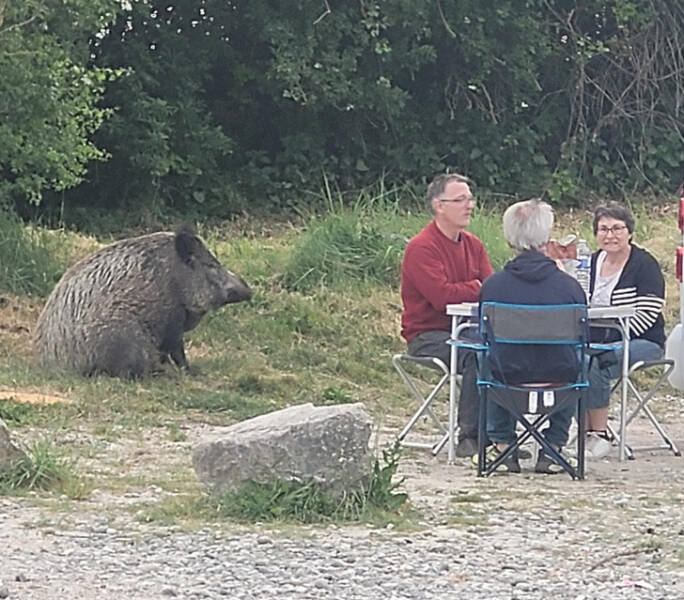 “Wild boar chilling with humans”
