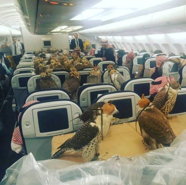 "Saudi Prince bought 80 seats on a plane for his 80 falcons."