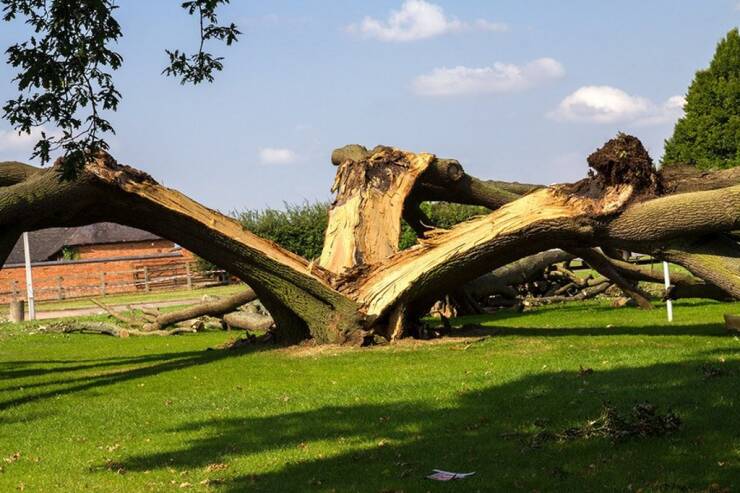 "This oak tree was struck by lightning and split into three"