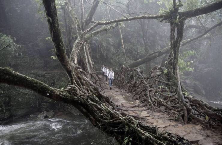 "In India there is a tribe who learned to make living bridges out of ficus tree roots. They take 15-30 years to make, some are over 500 years old and 15-250 feet over rivers and gorges. Unlike normal bridges they grow stronger over time"