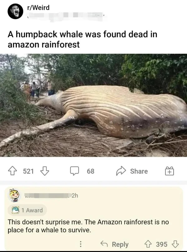 fails and facepalms - whale found in amazon forest - rWeird A humpback whale was found dead in amazon rainforest 4521 2h 68 1 Award This doesn't surprise me. The Amazon rainforest is no place for a whale to survive. 395