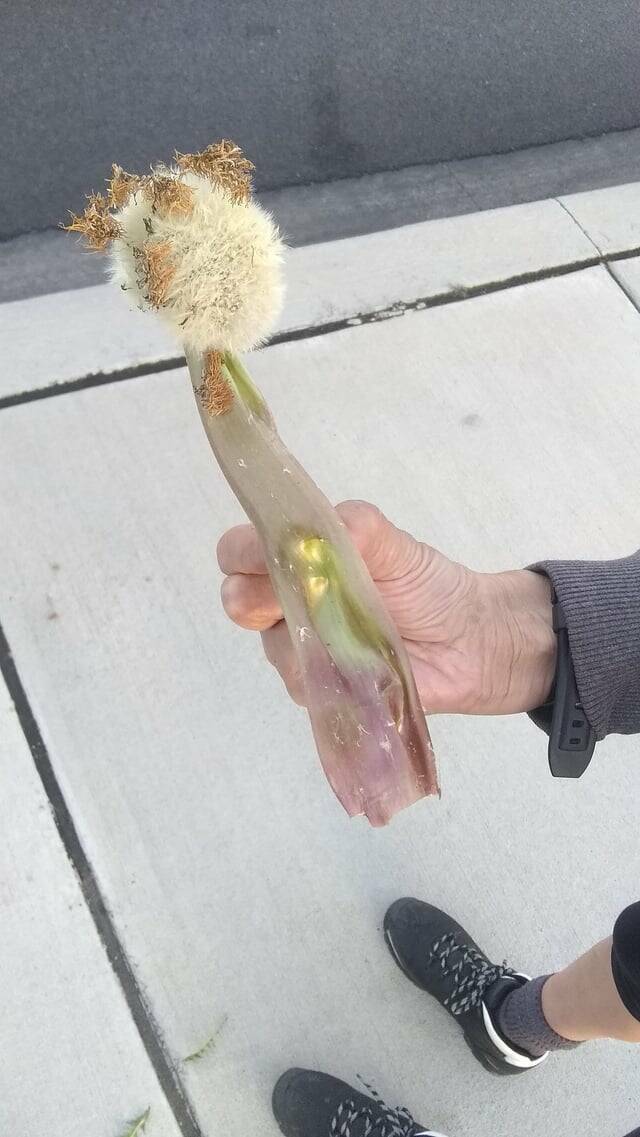 "Weird dandelion I found in front of a McDonald's"