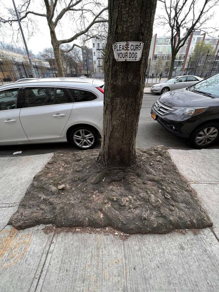 “The way this tree root has taken over the entire sidewalk planter.”