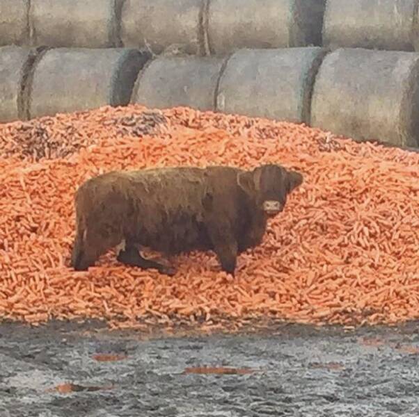 “The farm down the road has a pile of carrots that a cow likes to stand in.”