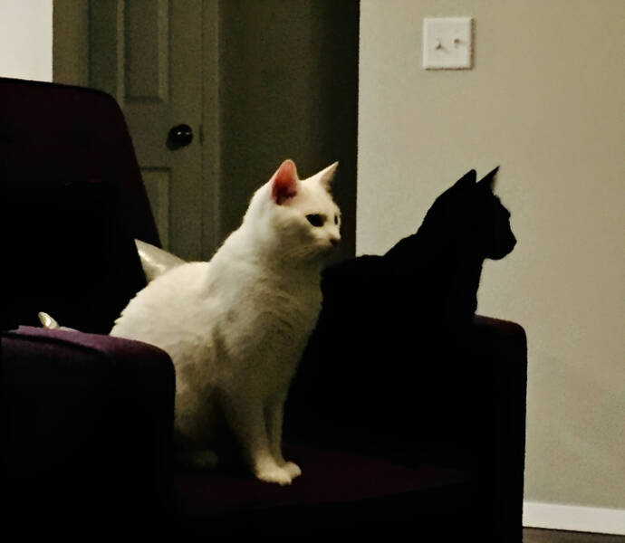 “My black cat looks like my white cat’s shadow.”