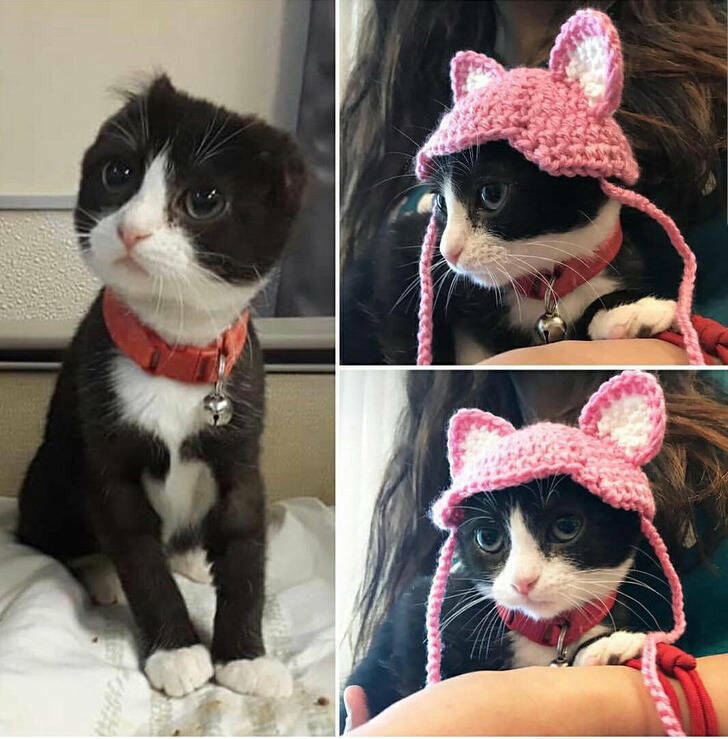 wholesome pics and memes - cat with ears cut off - D.