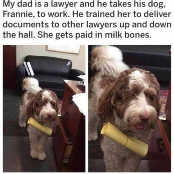 wholesome pics and memes - photo caption - My dad is a lawyer and he takes his dog, Frannie, to work. He trained her to deliver documents to other lawyers up and down the hall. She gets paid in milk bones.