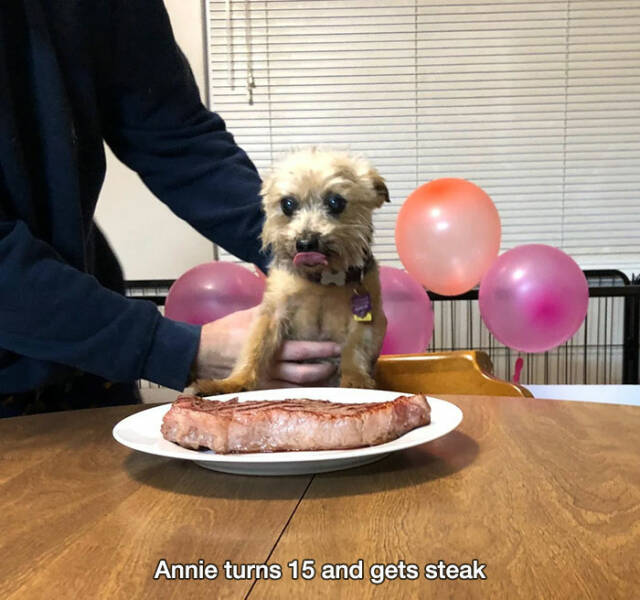 wholesome pics and memes - dog - Annie turns 15 and gets steak