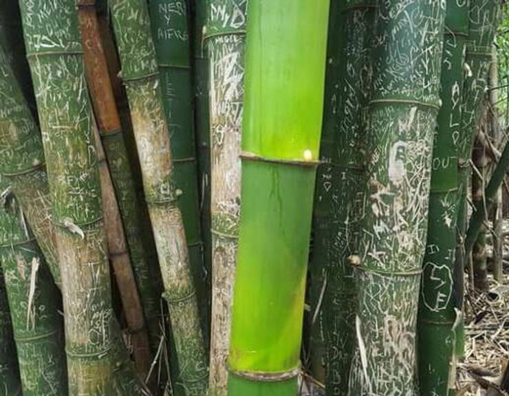 fascinating photos from online - bamboo that grew up during the pandemic without the effect of tourists touch - Ner Y Aiere My Pagel Dic Al