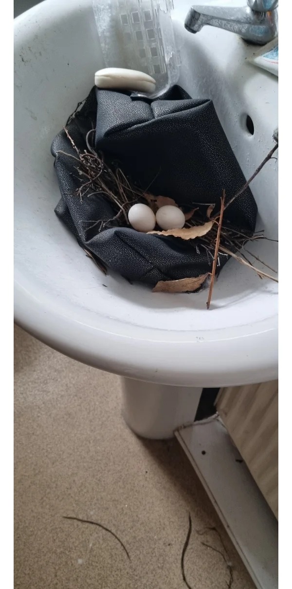 “Left my bathroom window open for 3 weeks whilst I was away and a bird laid a nest in my sink”