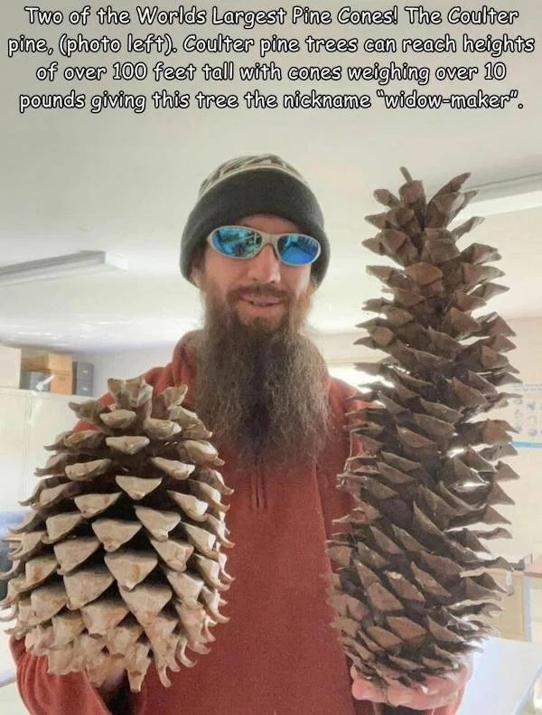 38 Giant Things You Won't Believe.