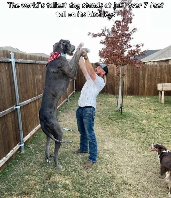 38 Giant Things You Won't Believe.