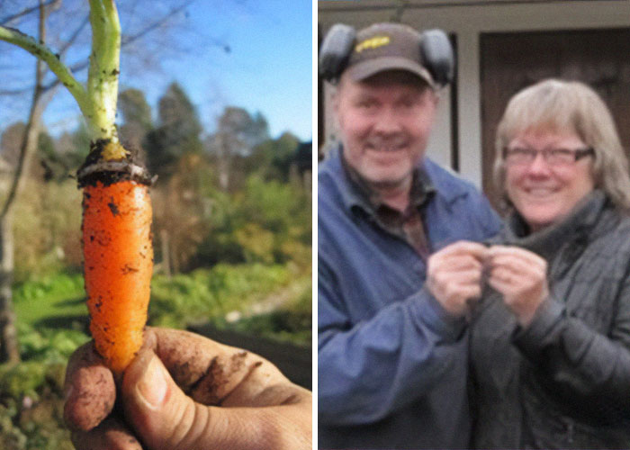 that a Swedish woman found her missing wedding ring, lost in 1995, wrapped around a carrot which she picked from her garden in 2012.