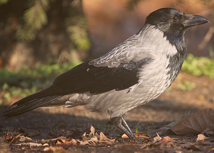 Crows remember faces and hold grudges