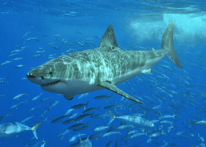 Great White Sharks are not technically apex predators since they are preyed upon by Orcas