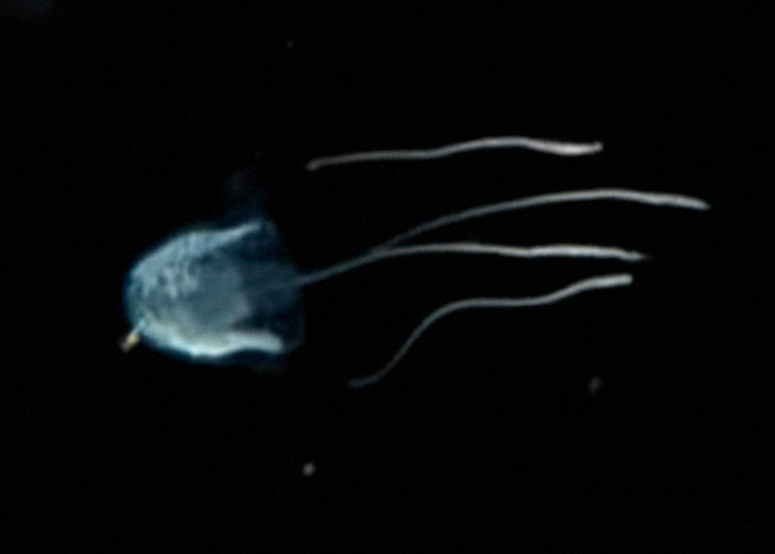 there is a jellyfish whose sting causes feelings of impending doom