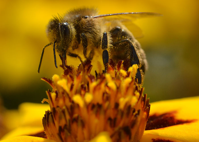 scientists from Newcastle University discovered that honeybees become 'pessimistic' after being shaken vigorously for 60 seconds.