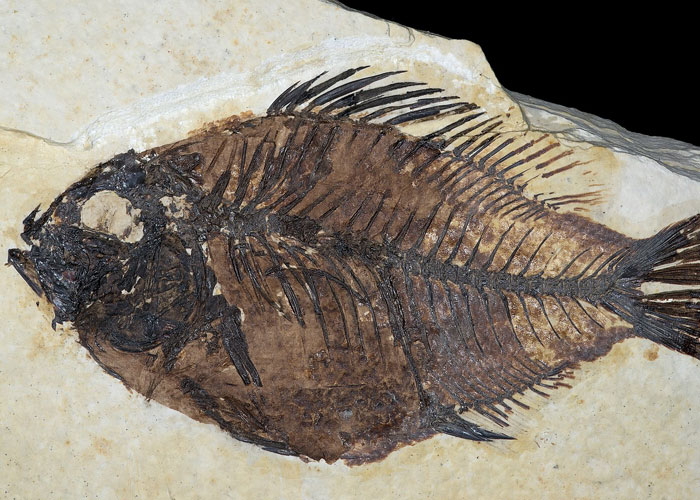 that fossilization is so unlikely that scientists estimate that less one-tenth of 1% of all the animal species that have ever lived have become fossils.