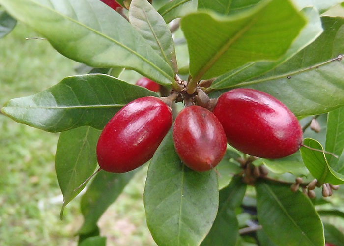 After eating the "miracle fruit," very sour foods will taste sweet for 15 to 30 minutes. "Miracle fruit" or Synsepalum dulcificum releases a sweetening potency that alters the taste buds. For about 15 to 30 minutes, everything sour is sweet. Lemons lose their zing and taste like candy.