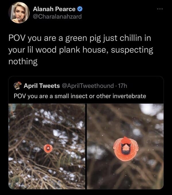 funny tweets - screenshot - Alanah Pearce Pov you are a green pig just chillin in your lil wood plank house, suspecting nothing April Tweets Tweethound 17h Pov you are a small insect or other invertebrate