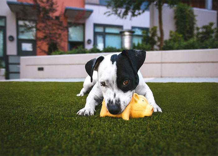 disturbing facts - dog biting his toy