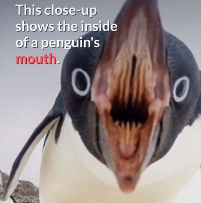 disturbing facts - weird penguin - This closeup shows the inside of a penguin's mouth. O 0