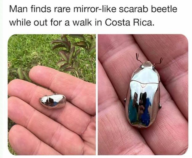 bizarre things that exist - mirror like scarab beetle - Man finds rare mirror scarab beetle while out for a walk in Costa Rica.