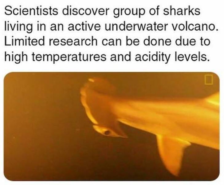 bizarre things that exist - heat - Scientists discover group of sharks living in an active underwater volcano. Limited research can be done due to high temperatures and acidity levels.