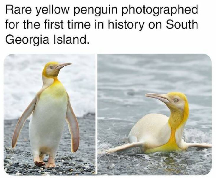 bizarre things that exist - Rare yellow penguin photographed for the first time in history on South Georgia Island.