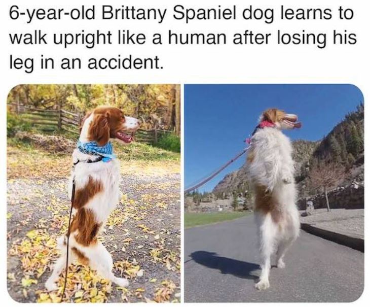 bizarre things that exist - dog - 6yearold Brittany Spaniel dog learns to walk upright a human after losing his leg in an accident.
