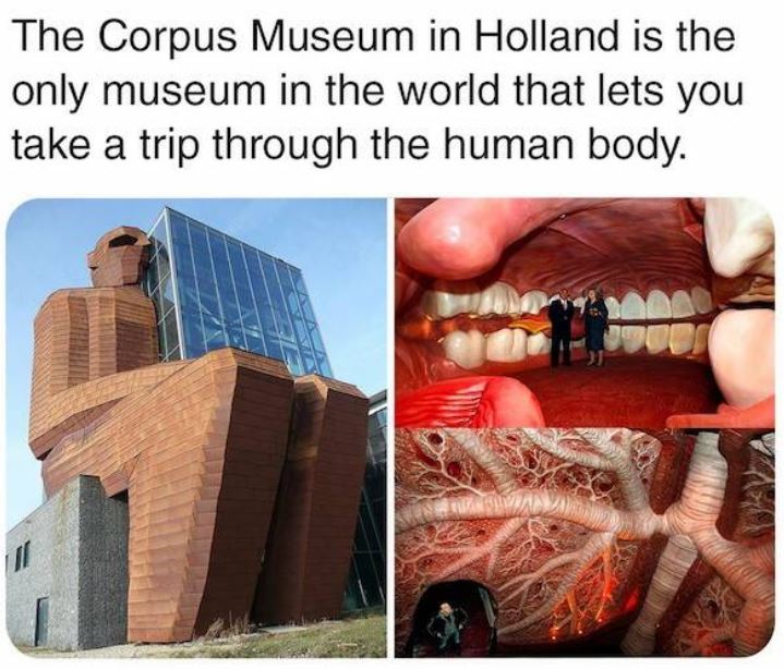 bizarre things that exist - corpus museum - The Corpus Museum in Holland is the only museum in the world that lets you take a trip through the human body.