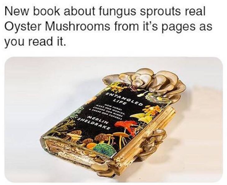 bizarre things that exist - entangled life merlin sheldrake - New book about fungus sprouts real Oyster Mushrooms from it's pages as you read it. Entangled Life Now Fundi Handf Our Minds Our Worlds, Haf ou rutuses Merlin Sheldrake