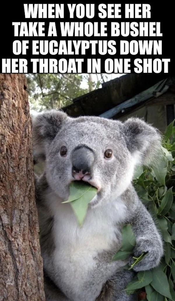 spicy memes and pics - koala - When You See Her Take A Whole Bushel Of Eucalyptus Down Her Throat In One Shot