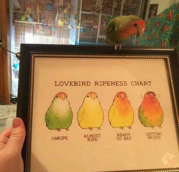 cursed images  - mango bird ripeness chart - Lovebird Ripeness Chart Unripe Almost Ripe Ready To Eat Getting Mushy