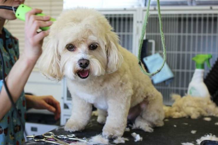 industry secrets - dog grooming