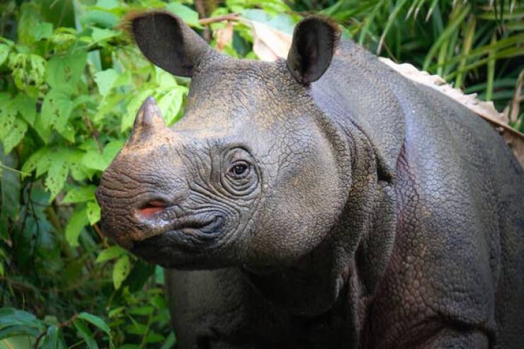 fascinating photos - javan rhino
