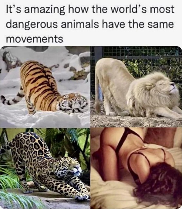 spicy memes - memes no matter the size cats are cats - It's amazing how the world's most dangerous animals have the same movements