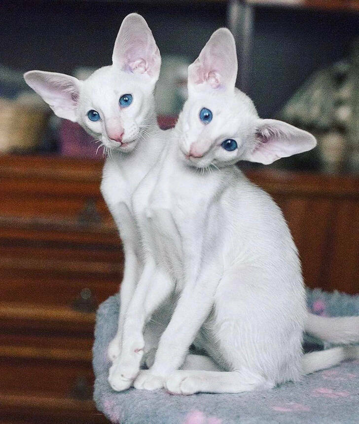 pics that play tricks on your eyes - two headed cat