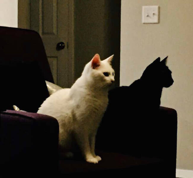 pics that play tricks on your eyes - black cat is white cats shadow