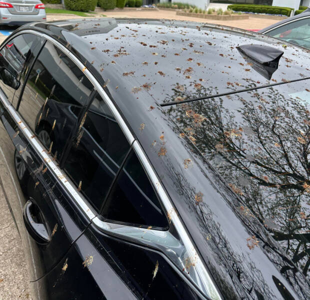 “Birds determined my car was the lucky one.”