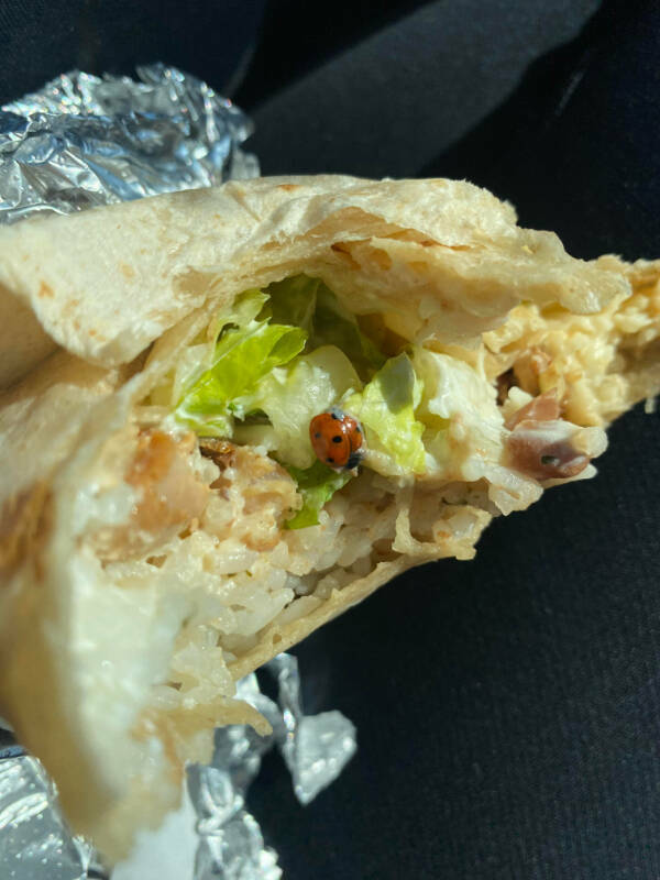 “You know it is spring when you find a lady bug in your burrito “