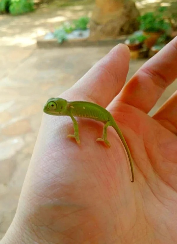 fascinating photos - gecko
