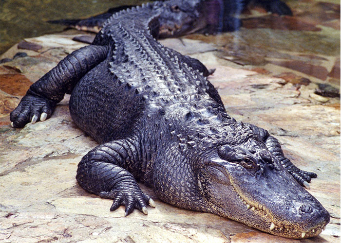 Survival tips - black crocodile