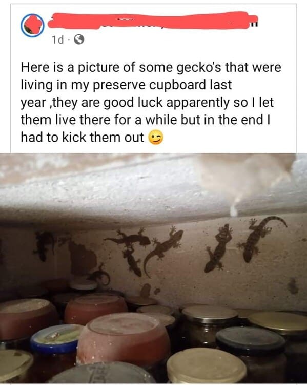 super cringey pics - photo caption - 1d3 Here is a picture of some gecko's that were living in my preserve cupboard last year,they are good luck apparently so I let them live there for a while but in the end I had to kick them out 21