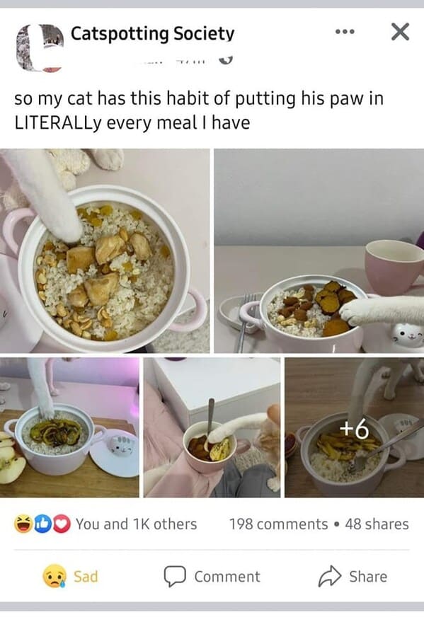 super cringey pics - meal - Catspotting Society so my cat has this habit of putting his paw in Literally every meal I have ... Sad Comment 6 You and 1K others 198 48 X