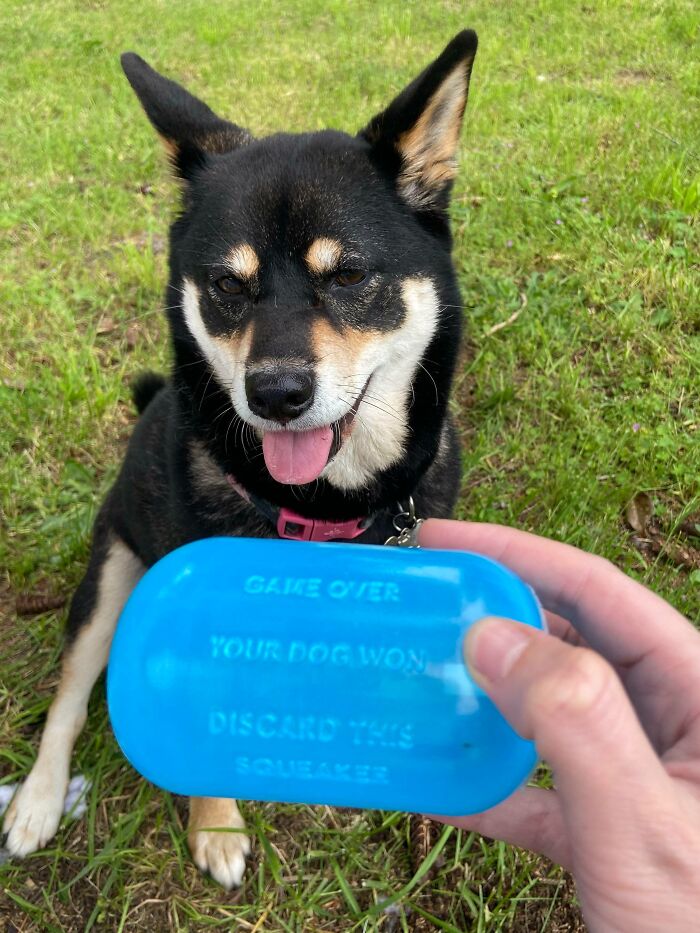 The Squeaker From Inside Her Dog Toy Has Declared Her The Winner