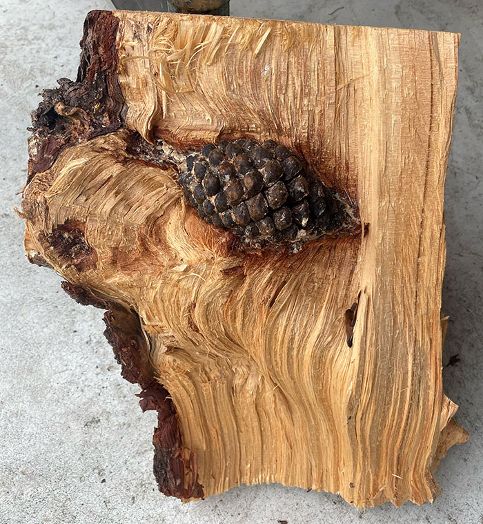 My Firewood Had A Pine Cone Inside The Tree