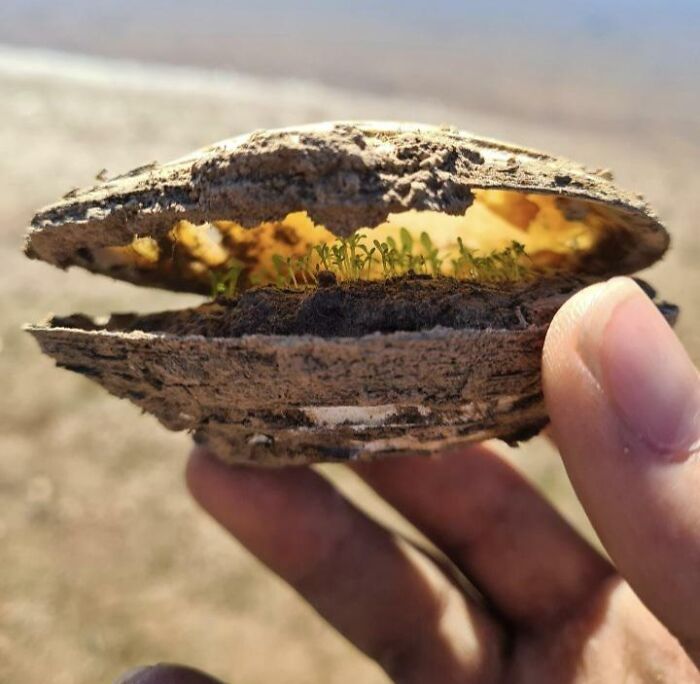 Picked Up An Old Clam Beside A Lake In South Australia And Found A Small Colony Of Plants Inside, Living Off Of The Nutrients